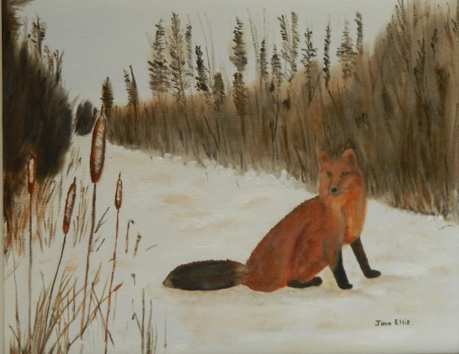 Red Fox on the Trail - Winter Scene