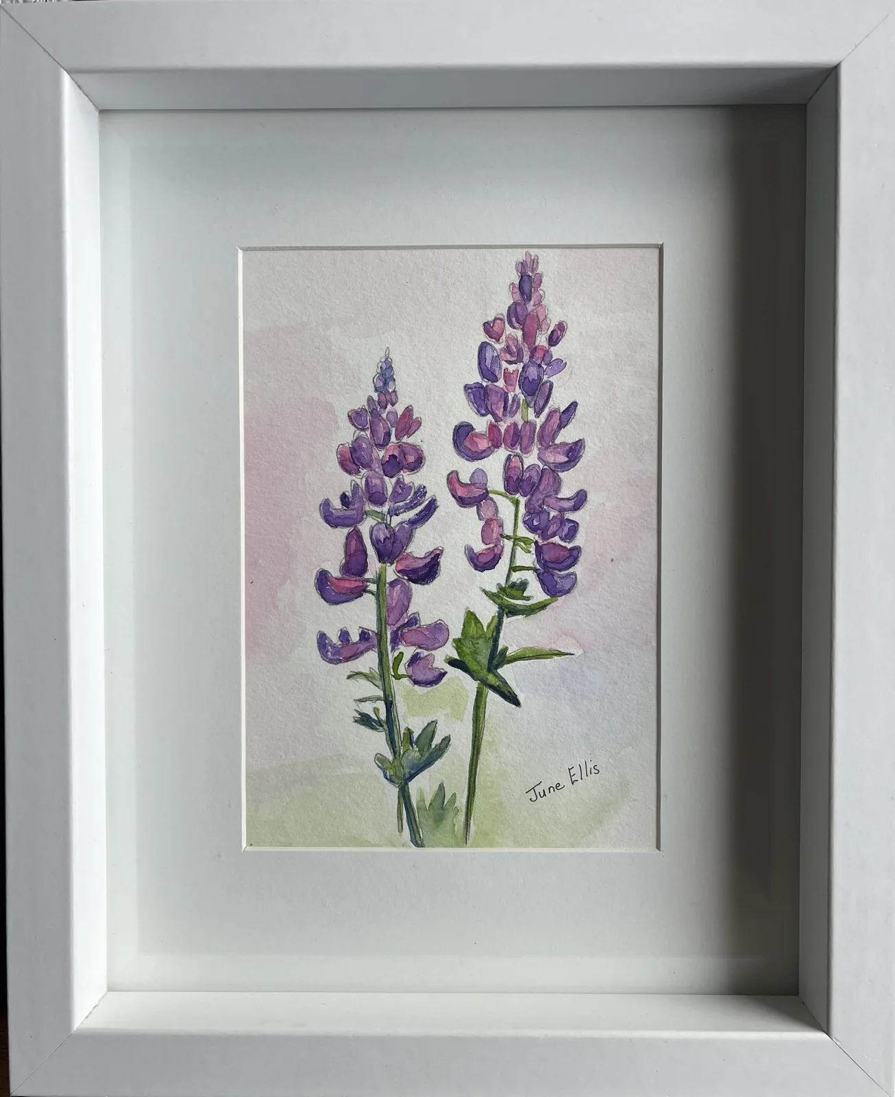 Watercolor painting of purple lupins by PEI Artist June Ellis