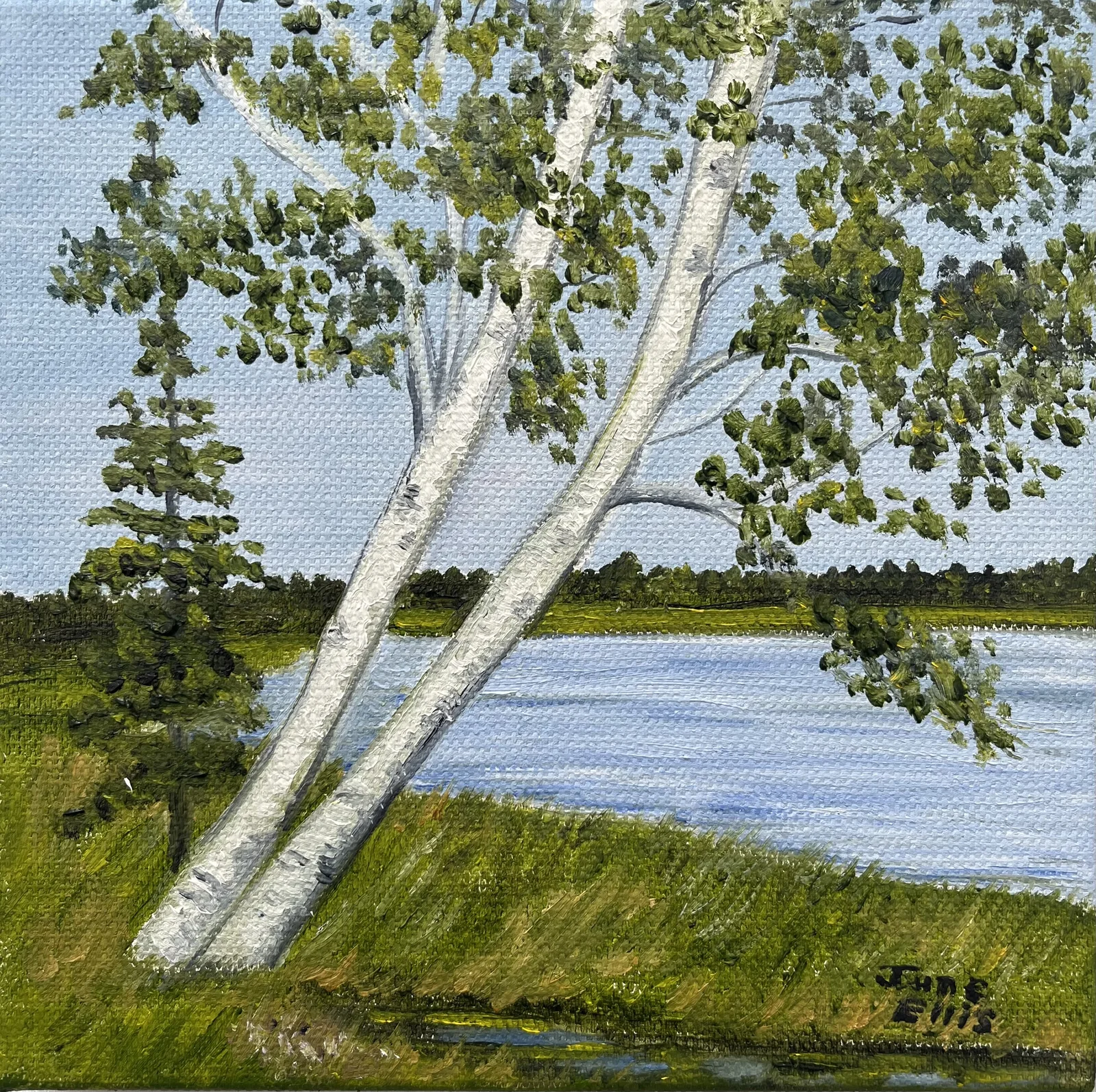 Birch trees leaning over the bank with water in the background