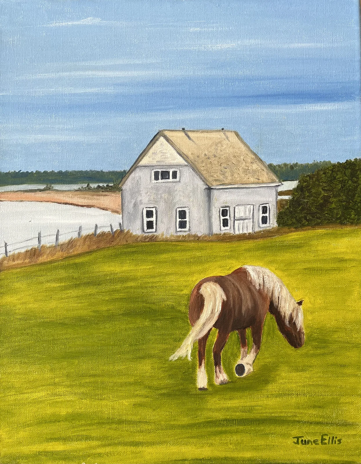 Workhorse grazig in the field with barn and shore in the background