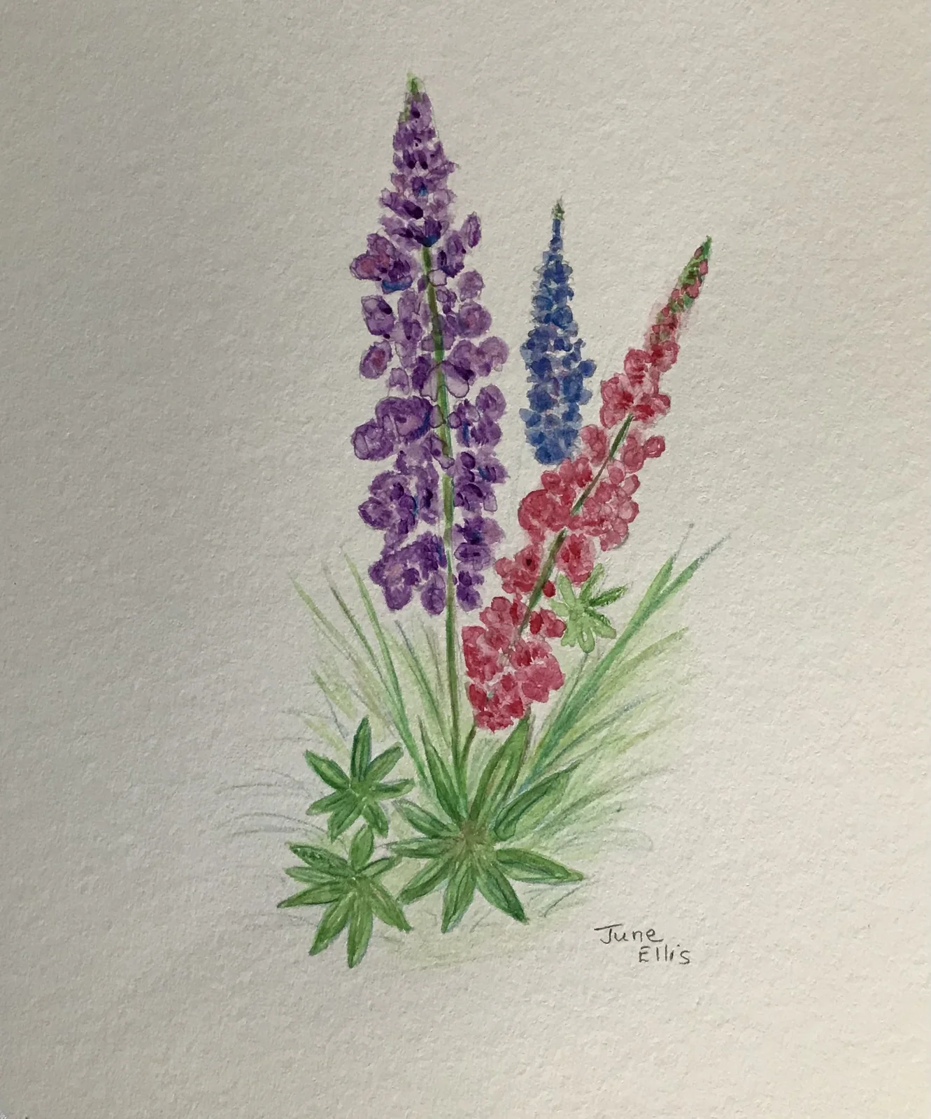 Lupins painted in watercolour, purple and pink