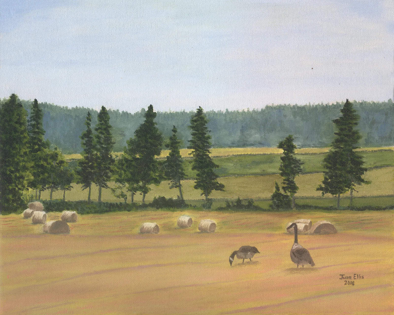 New London Fields is an original oil painting on 11x14 canvas shows the geese in the farm fields in Prince Edward Island