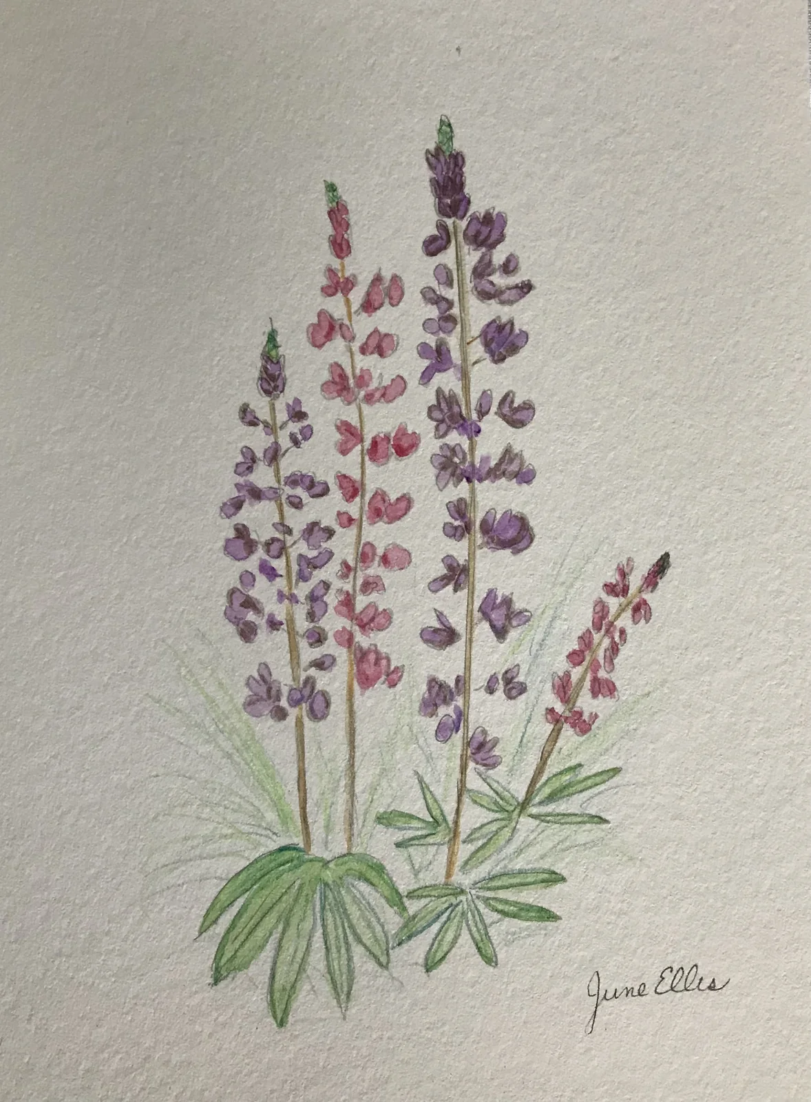 Print of original watercolor lupin painting by Prince Edward Island artist June Ellis
