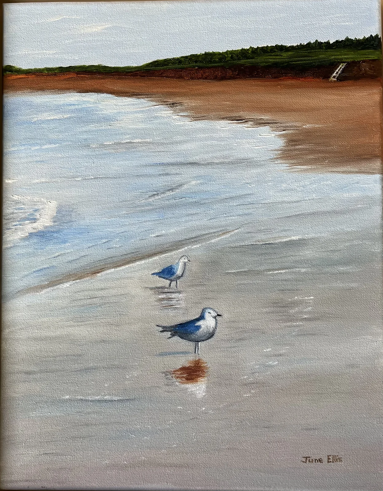 Original Oil painting of Two seagulls on the beach with the tide coming in on Prince Edward Island  by June Ellis PEI Artist